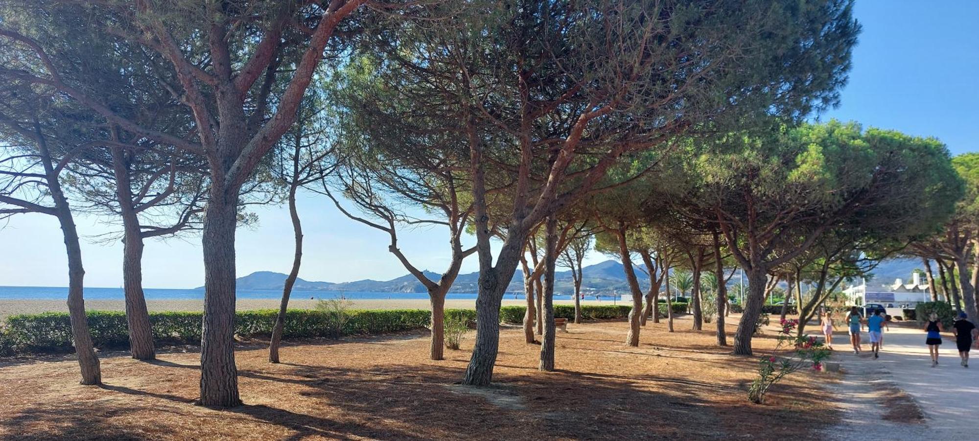 Sur La Plage, Super Studio Avec Vue Sur La Mer Plage d'Argeles Exterior photo